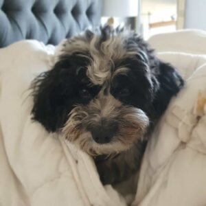 Michael Parr Instagram - Ringo: Can't I just wee in the flat? 
Me: No...now get up. 
Ringo: Alright alright.