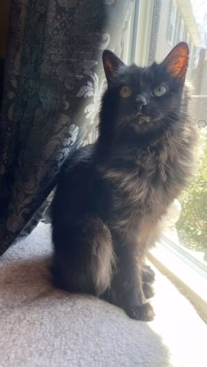 Michelle Belanger Instagram - Happy #Caturday from Ozzie, Ria & Bliss #Catstagram #catsofinstagram #BlackCat