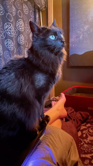 Michelle Belanger Instagram - Happy #Caturday !!! Have some black cat magic, courtesy of Bliss. #catsofinstagram #blackcat #cuteanimals #witchyvibes #catmagic