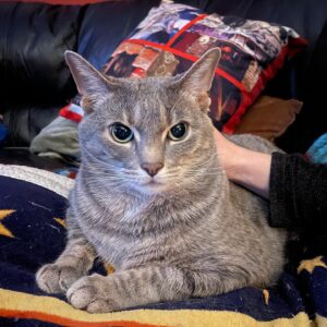 Michelle Belanger Instagram - Since New Year’s comes a day after #Caturday this year, Ozzie would like to wish you all a happy #MewYear #Cats