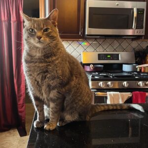 Michelle Belanger Instagram - Judgey cat #catsofinstagram #tabbycat #kitchen  #furbaby