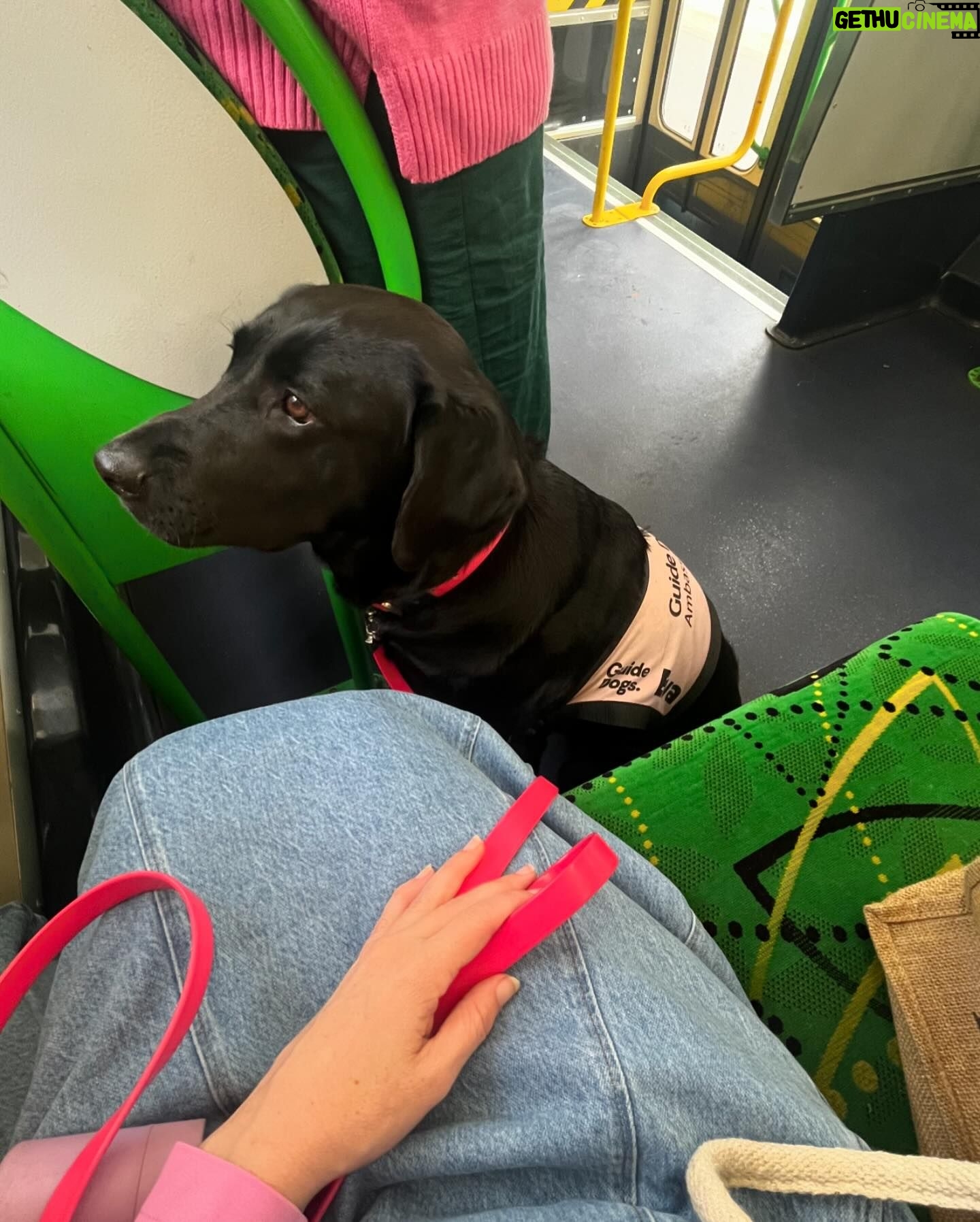 Michelle Brasier - 646 Likes - Happy International Guide Dog Day! Iām so proud to be an ambassador for @guidedogsaustralia and I love taking my perfect angel ambassador dog, Eva everywhere I go. Together we offer people, restaurants, drivers, theatres, red carpets and sets the chance to experience having a Guide Dog around. Eva has won over many people who were originally fearful of dogs or unsure of what exactly a Guide Dog does and itās so amazing to watch her work so confidently and gently. Sheās become part of the furniture at @comedyrepublicmelb and @sonny_ray_cafe and I couldnāt be more proud of her. Guide dogs play a pivotal role in many peopleās lives. The bond between a guide dog and their handler is so special. Guide dogs change lives (and have access all areas passes, donāt forget baby!).