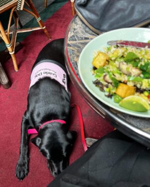Michelle Brasier Instagram - Happy International Guide Dog Day! I’m so proud to be an ambassador for @guidedogsaustralia and I love taking my perfect angel ambassador dog, Eva everywhere I go. Together we offer people, restaurants, drivers, theatres, red carpets and sets the chance to experience having a Guide Dog around. Eva has won over many people who were originally fearful of dogs or unsure of what exactly a Guide Dog does and it’s so amazing to watch her work so confidently and gently. She’s become part of the furniture at @comedyrepublicmelb and @sonny_ray_cafe and I couldn’t be more proud of her. Guide dogs play a pivotal role in many people’s lives. The bond between a guide dog and their handler is so special. Guide dogs change lives (and have access all areas passes, don’t forget baby!).