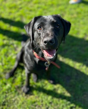 Michelle Brasier Instagram - Happy International Guide Dog Day! I’m so proud to be an ambassador for @guidedogsaustralia and I love taking my perfect angel ambassador dog, Eva everywhere I go. Together we offer people, restaurants, drivers, theatres, red carpets and sets the chance to experience having a Guide Dog around. Eva has won over many people who were originally fearful of dogs or unsure of what exactly a Guide Dog does and it’s so amazing to watch her work so confidently and gently. She’s become part of the furniture at @comedyrepublicmelb and @sonny_ray_cafe and I couldn’t be more proud of her. Guide dogs play a pivotal role in many people’s lives. The bond between a guide dog and their handler is so special. Guide dogs change lives (and have access all areas passes, don’t forget baby!).