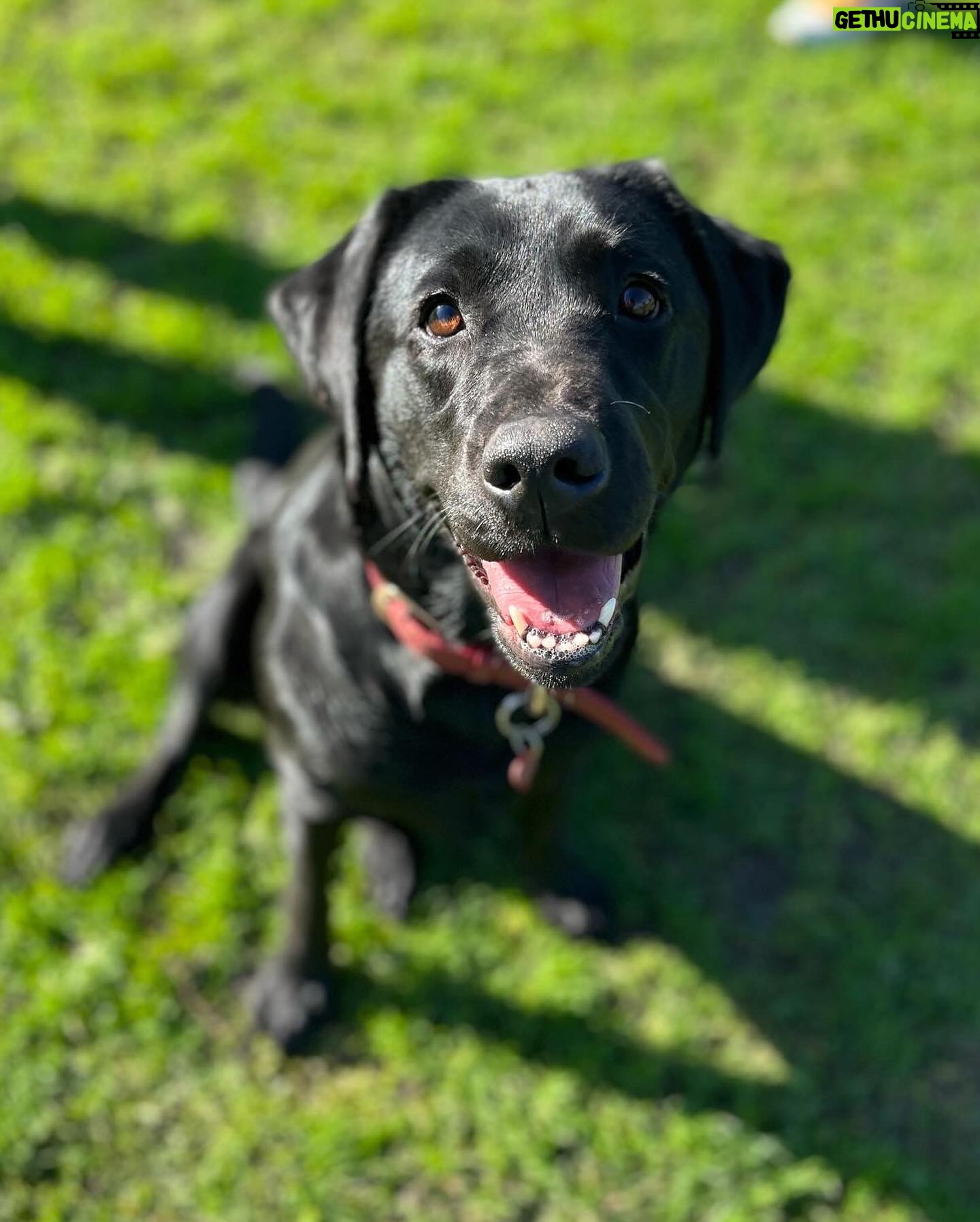 Michelle Brasier - 646 Likes - Happy International Guide Dog Day! Iām so proud to be an ambassador for @guidedogsaustralia and I love taking my perfect angel ambassador dog, Eva everywhere I go. Together we offer people, restaurants, drivers, theatres, red carpets and sets the chance to experience having a Guide Dog around. Eva has won over many people who were originally fearful of dogs or unsure of what exactly a Guide Dog does and itās so amazing to watch her work so confidently and gently. Sheās become part of the furniture at @comedyrepublicmelb and @sonny_ray_cafe and I couldnāt be more proud of her. Guide dogs play a pivotal role in many peopleās lives. The bond between a guide dog and their handler is so special. Guide dogs change lives (and have access all areas passes, donāt forget baby!).