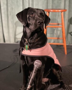 Michelle Brasier Instagram - Happy International Guide Dog Day! I’m so proud to be an ambassador for @guidedogsaustralia and I love taking my perfect angel ambassador dog, Eva everywhere I go. Together we offer people, restaurants, drivers, theatres, red carpets and sets the chance to experience having a Guide Dog around. Eva has won over many people who were originally fearful of dogs or unsure of what exactly a Guide Dog does and it’s so amazing to watch her work so confidently and gently. She’s become part of the furniture at @comedyrepublicmelb and @sonny_ray_cafe and I couldn’t be more proud of her. Guide dogs play a pivotal role in many people’s lives. The bond between a guide dog and their handler is so special. Guide dogs change lives (and have access all areas passes, don’t forget baby!).
