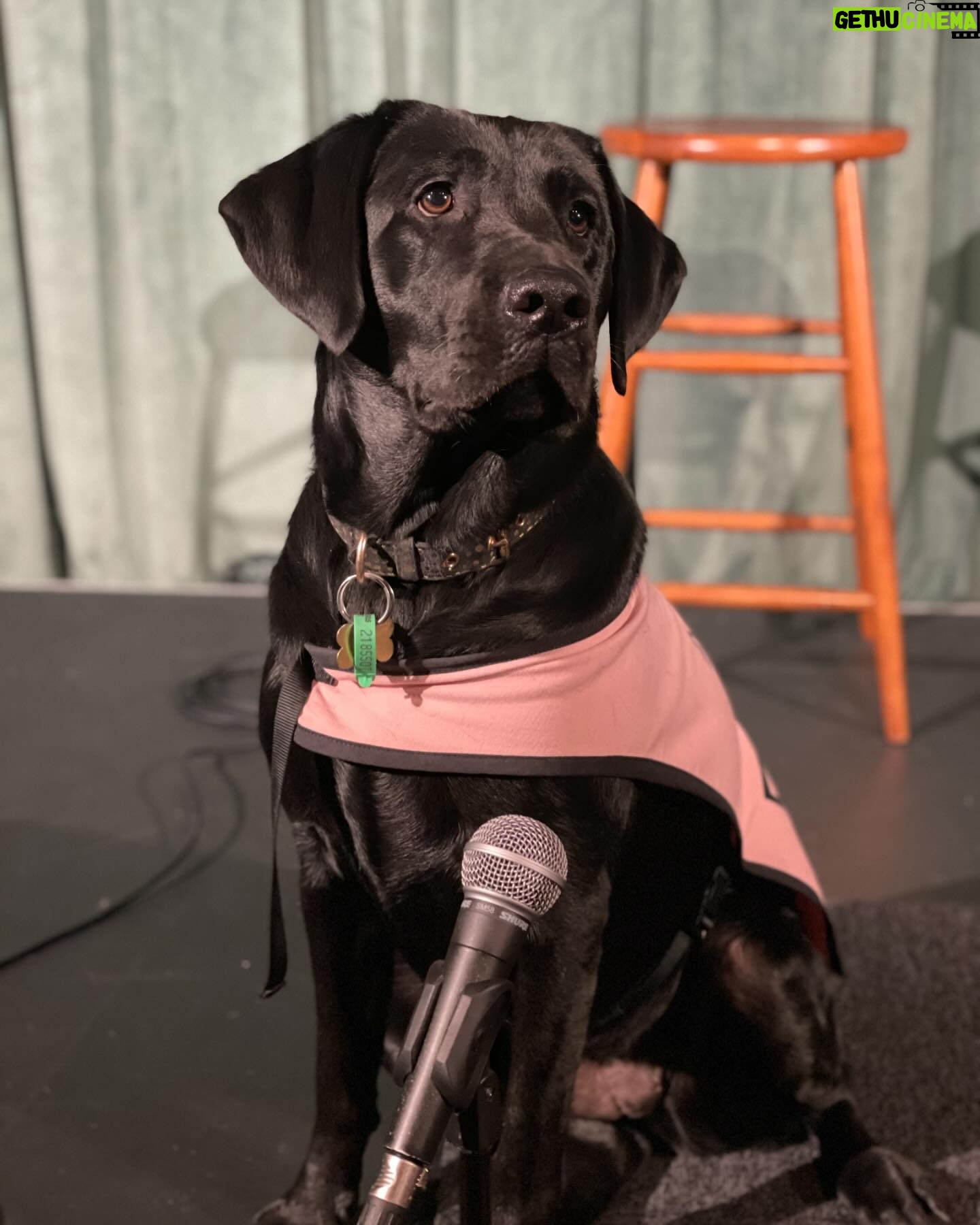 Michelle Brasier - 646 Likes - Happy International Guide Dog Day! Iām so proud to be an ambassador for @guidedogsaustralia and I love taking my perfect angel ambassador dog, Eva everywhere I go. Together we offer people, restaurants, drivers, theatres, red carpets and sets the chance to experience having a Guide Dog around. Eva has won over many people who were originally fearful of dogs or unsure of what exactly a Guide Dog does and itās so amazing to watch her work so confidently and gently. Sheās become part of the furniture at @comedyrepublicmelb and @sonny_ray_cafe and I couldnāt be more proud of her. Guide dogs play a pivotal role in many peopleās lives. The bond between a guide dog and their handler is so special. Guide dogs change lives (and have access all areas passes, donāt forget baby!).