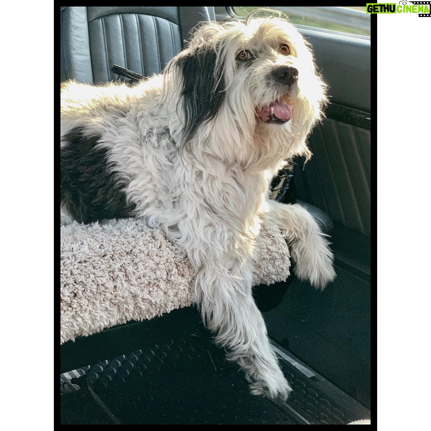 Michelle Forbes - 622 Likes - Someone was super cute on the way to work today 🐼