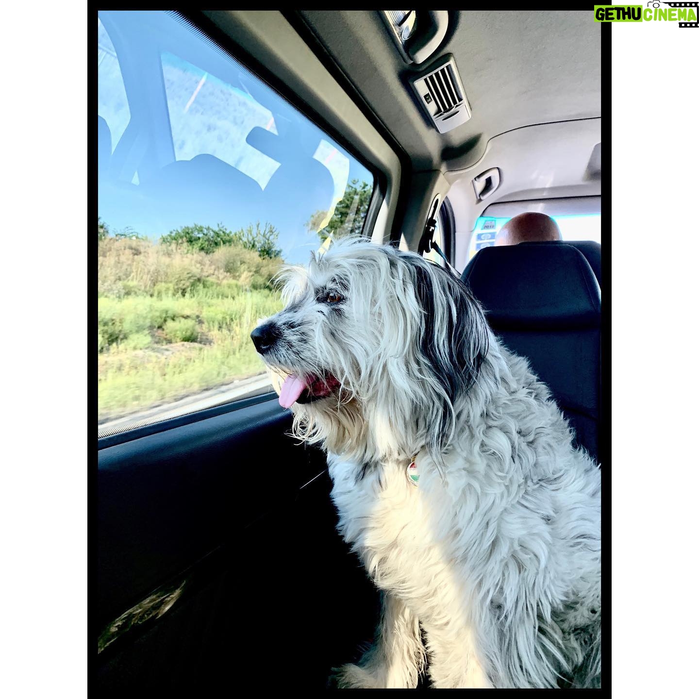 Michelle Forbes - 622 Likes - Someone was super cute on the way to work today 🐼