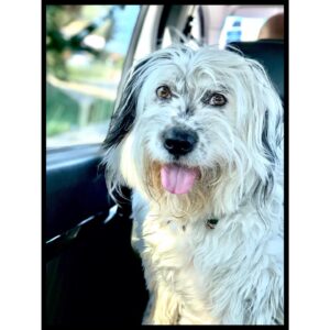 Michelle Forbes Instagram - Someone was super cute on the way to work today 🐼