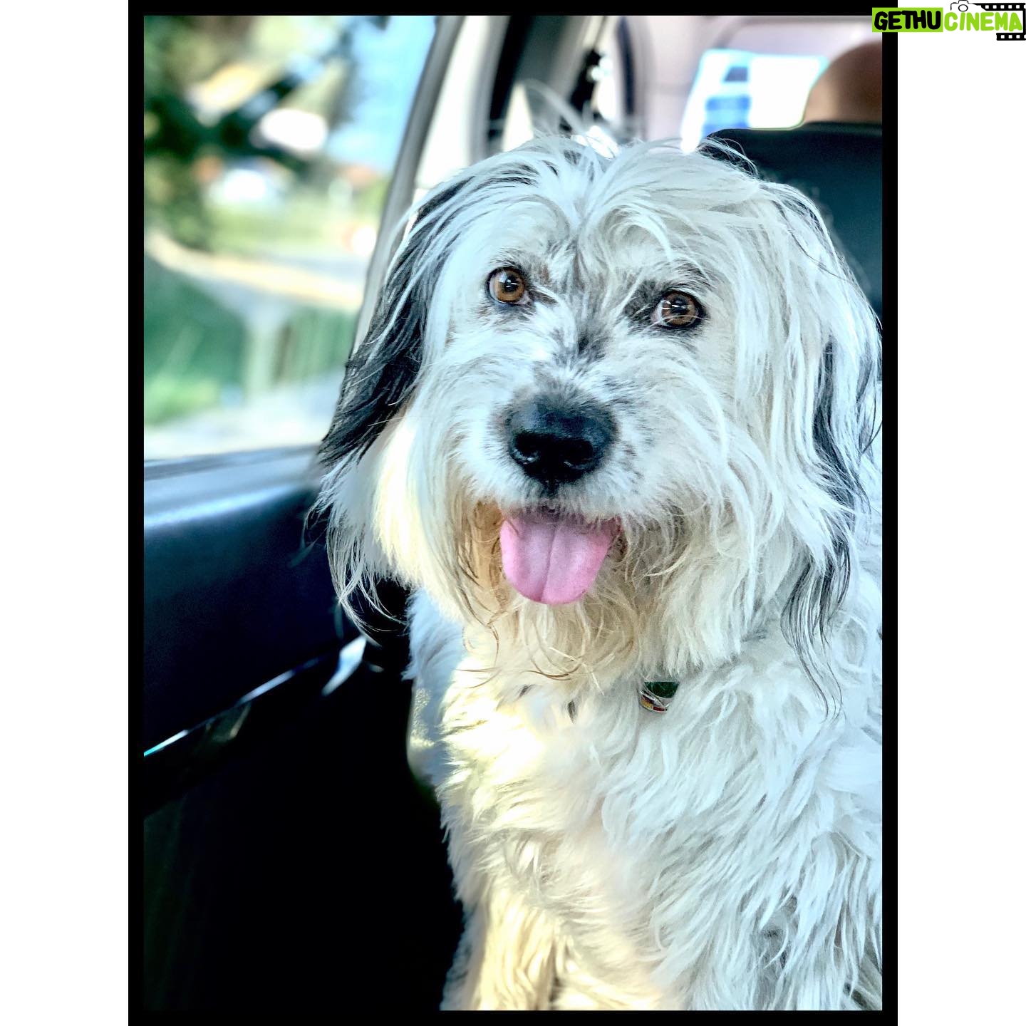 Michelle Forbes - 622 Likes - Someone was super cute on the way to work today 🐼