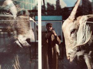 Michiel Huisman Instagram - My friend @chrisdebode documented #goatpower for @farm_africa and I think it’s spectacular! On display at More London Riverside.. it’s outside, it’s free and amazing! Go see it if you can✌️