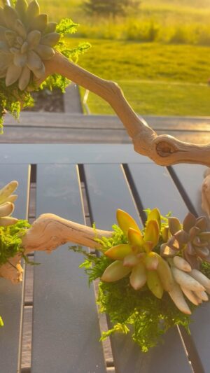 Mike Pyle Instagram - Need a last minute Mother’s Day Gift? Grab some driftwood, moss, succulents, glue and wire and follow along to make a one-of-kind centerpiece that will look great both inside and outside. #MPD #MikePyleDesign #Aesthetic #Design #OutdoorLiving #LandscapeDesign #Landscaping #Succulents