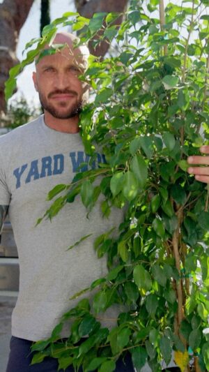 Mike Pyle Instagram - I can relate to the ficus because I too used to have a reputation for getting unruly #jk The truth is, if you can keep the canopy under control with these beautiful trees, you will slow down the expansion of the root system. Proper maintenance and root barriers will be your friends if you opt for a focus hedge. #JustATip #GardeningTips #LandscapeDesign #MPD #MikePyleDesign