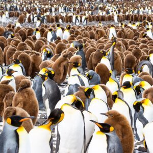 Mike Theiss Instagram - (On assignment with @LindbladExp) Slideshow of thousands of king penguins at one of the largest penguin colonies in the world at Salisbury Plain in the South Georgia Islands. It was a memorizing experience to see the combination of baby “chick” penguins and adult penguins. Photo by Mike Theiss @ExtremeNature