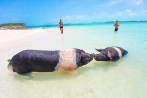 Mike Theiss Instagram - (On assignment @SandalsResorts) "Love is in the air" in Exuma, Bahamas. Thanks to @IslandRoutes and @TheSwimmingPigs for taking us on this incredible adventure. 🐷 TAG a friend you want to swim with the pigs with. Photo by Mike Theiss @ExtremeNature