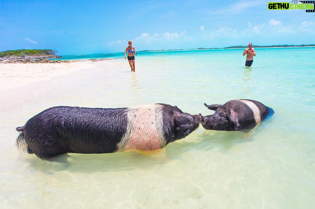 Mike Theiss - 5.3K Likes - (On assignment @SandalsResorts) "Love is in the air" in Exuma, Bahamas. Thanks to @IslandRoutes and @TheSwimmingPigs for taking us on this incredible adventure. 🐷 TAG a friend you want to swim with the pigs with. Photo by Mike Theiss @ExtremeNature