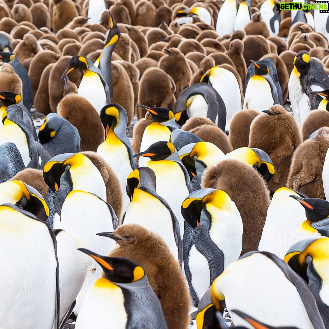 Mike Theiss - 7.6K Likes - (On assignment with @LindbladExp) Slideshow of thousands of king penguins at one of the largest penguin colonies in the world at Salisbury Plain in the South Georgia Islands. It was a memorizing experience to see the combination of baby “chick” penguins and adult penguins. Photo by Mike Theiss @ExtremeNature