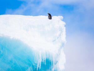 Mike Theiss Instagram - 🐧 Don't be left behind !! Today is the LAST day remaining to enter your best "humans connecting with nature" photos for a chance to WIN an adventure of a lifetime !! Lindblad Expeditions is looking for an Instagrammer to shoot South Georgia & the Falkland Islands with Extreme Nature Photography on an epic expedition in October. Please read the rules below for a chance to win this photo commission aboard National Geographic Explorer.
-
Step 1: Follow @extremenature and @lindbladexp
-
Step 2: Tag the actual photo to both accounts @extremenature and @lindbladexp
-
Step 3: Hashtag #naturecontest to the photo you want to enter that best shows a connection between humans and nature. (5 photo entires maximum allowed).
-
Details at www.expeditions.com/extremenature
NO PURCH NEC. Contest ends 6/19/17. 50 US, DC, or Canada (excluding Quebec), 18 . Official Rules: https://www.expeditions.com/extremenature​. Void Where Prohibited.