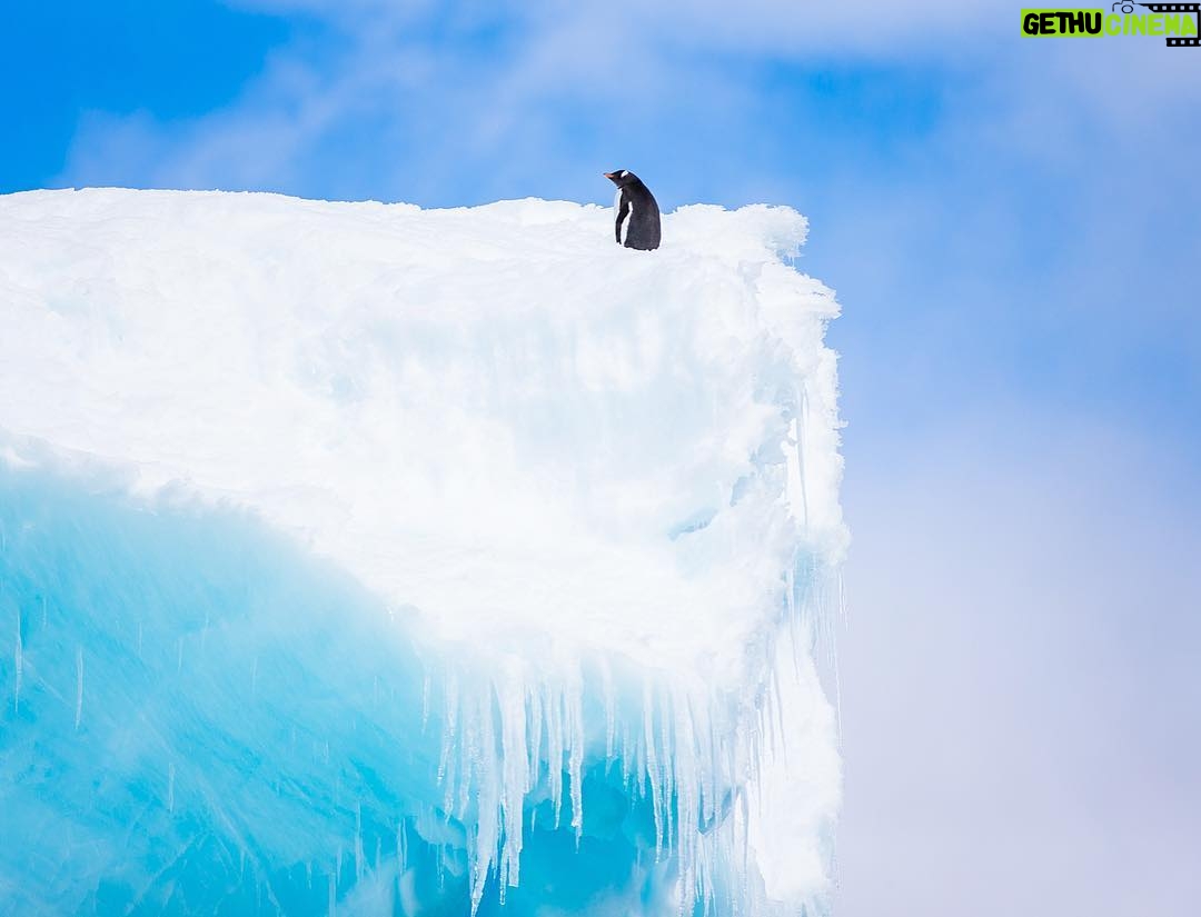 Mike Theiss - 6K Likes - 🐧 Don't be left behind !! Today is the LAST day remaining to enter your best "humans connecting with nature" photos for a chance to WIN an adventure of a lifetime !! Lindblad Expeditions is looking for an Instagrammer to shoot South Georgia & the Falkland Islands with Extreme Nature Photography on an epic expedition in October. Please read the rules below for a chance to win this photo commission aboard National Geographic Explorer.
-
Step 1: Follow @extremenature and @lindbladexp
-
Step 2: Tag the actual photo to both accounts @extremenature and @lindbladexp
-
Step 3: Hashtag #naturecontest to the photo you want to enter that best shows a connection between humans and nature. (5 photo entires maximum allowed).
-
Details at www.expeditions.com/extremenature
NO PURCH NEC. Contest ends 6/19/17. 50 US, DC, or Canada (excluding Quebec), 18 . Official Rules: https://www.expeditions.com/extremenature. Void Where Prohibited.