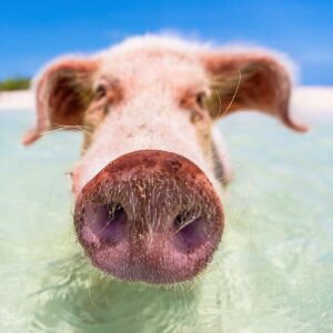 Mike Theiss Instagram - Happy Sunday Everyone 🐽 I want to give a shout out to Justin Lightbourn @TheSwimmingPigs !! Check out his Instagram feed to see the largest compilation of swimming pigs photos on the web all from Exuma, Bahamas. Photo by Mike Theiss @ExtremeNature
