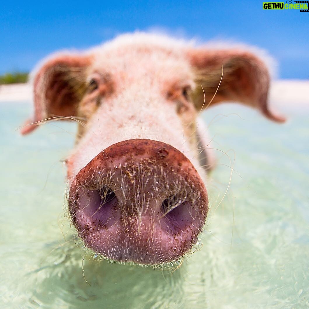 Mike Theiss - 5.7K Likes - Happy Sunday Everyone 🐽 I want to give a shout out to Justin Lightbourn @TheSwimmingPigs !! Check out his Instagram feed to see the largest compilation of swimming pigs photos on the web all from Exuma, Bahamas. Photo by Mike Theiss @ExtremeNature