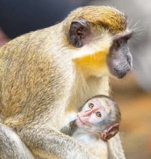 Mike Theiss Instagram - Amazing encounter with nature !! We were lucky enough to observe infant green monkeys feeding and being carried around the Barbados Wildlife Reserve by their mothers. As the infant matures and becomes more independent, it will stray from its mother, being carried only when the troop moves or when danger threatens. Infants often appear blue in color, as they have little fur when they are born. However, as they mature, they develop a thick fur that is brownish-grey in colour with specks of yellow and olive green. In some lighting, the fur has an overall green appearance and is why they were named “green monkey”. Photo by Mike Theiss @sandalsresorts @islandroutes #LiveFunner