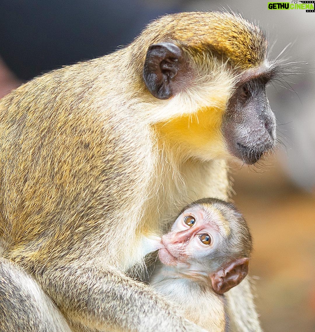 Mike Theiss - 5.6K Likes - Amazing encounter with nature !! We were lucky enough to observe infant green monkeys feeding and being carried around the Barbados Wildlife Reserve by their mothers. As the infant matures and becomes more independent, it will stray from its mother, being carried only when the troop moves or when danger threatens. Infants often appear blue in color, as they have little fur when they are born. However, as they mature, they develop a thick fur that is brownish-grey in colour with specks of yellow and olive green. In some lighting, the fur has an overall green appearance and is why they were named “green monkey”. Photo by Mike Theiss @sandalsresorts @islandroutes #LiveFunner
