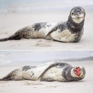 Mike Theiss Instagram - (On assignment with @LindbladExp) We have arrived to the western Falkland islands and immediately had a close encounter with a leopard seal relaxing on the beach. The leopard seal, also referred to as the sea leopard, is the second largest species of seal in the Antarctic as well as the second largest predator next to the Killer Whale. We will spend a few more days in the Falkland islands before we set sail for a three day open water journey to the South Georgia and South Sandwich islands. Photo by Mike Theiss @ExtremeNature