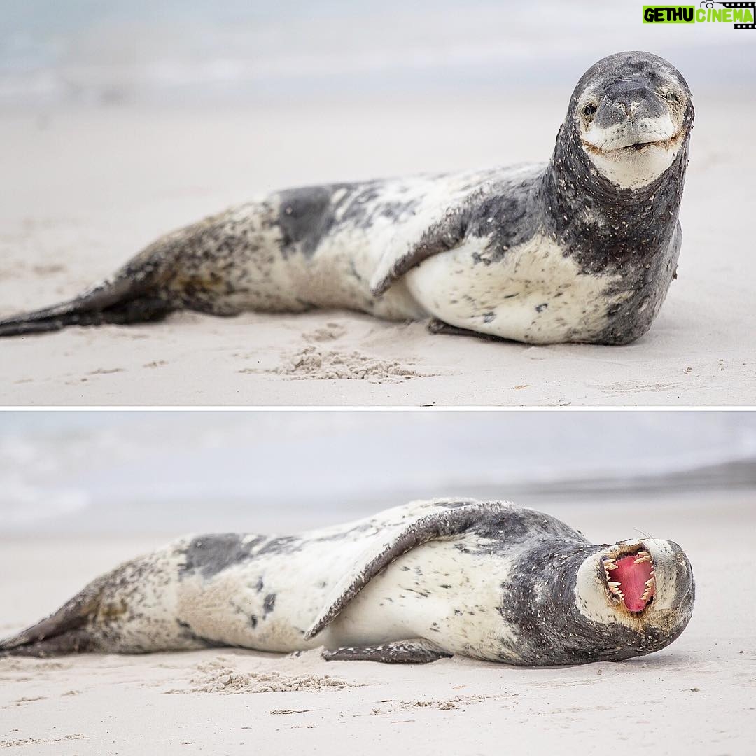 Mike Theiss - 7K Likes - (On assignment with @LindbladExp) We have arrived to the western Falkland islands and immediately had a close encounter with a leopard seal relaxing on the beach. The leopard seal, also referred to as the sea leopard, is the second largest species of seal in the Antarctic as well as the second largest predator next to the Killer Whale. We will spend a few more days in the Falkland islands before we set sail for a three day open water journey to the South Georgia and South Sandwich islands. Photo by Mike Theiss @ExtremeNature