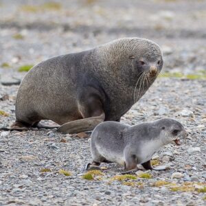 Mike Theiss Instagram - (On assignment with @LindbladExp) Baby fur seal known as a “pup” and his dad strolling the beach at Stromness Harbour. Fur seals are closely related to sea lions and share with them external ears, relatively long and muscular foreflippers, and the ability to walk on all fours. They are marked by their dense underfur, which made them a long time object of commercial hunting. Photo by Mike Theiss @ExtremeNature