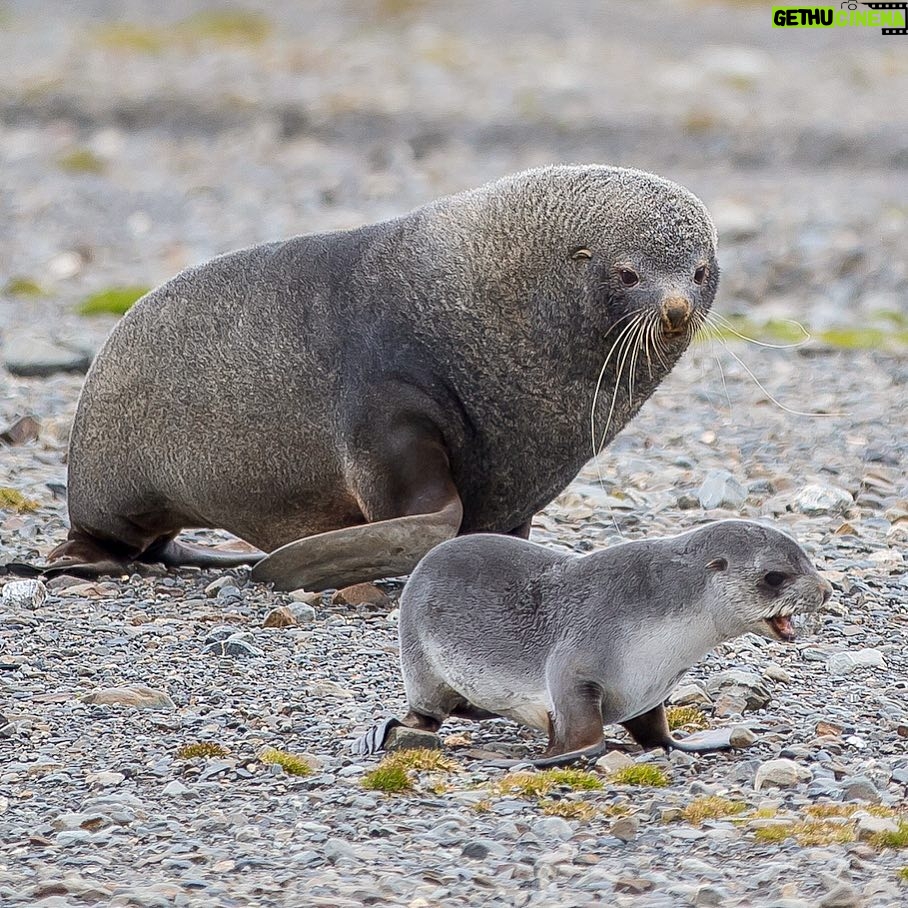 Mike Theiss - 6K Likes - (On assignment with @LindbladExp) Baby fur seal known as a “pup” and his dad strolling the beach at Stromness Harbour. Fur seals are closely related to sea lions and share with them external ears, relatively long and muscular foreflippers, and the ability to walk on all fours. They are marked by their dense underfur, which made them a long time object of commercial hunting. Photo by Mike Theiss @ExtremeNature