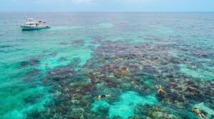 Mike Theiss Instagram - White Banks coral reef located inside the Key Largo National Marine Sanctuary a few miles offshore of Key Largo, Florida. These inner coral reefs have an average water depth of 4-6 feet, perfect for snorkeling.
-
Call @Sundiver Snorkel Tours to make your snorkeling reservations today ☀️ 305-451-2220 ☀️
-
Follow @Sundiver on Instagram Today !!
-