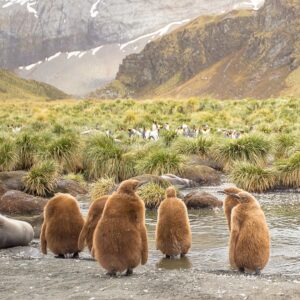 Mike Theiss Instagram - (On assignment with @LindbladExp) (SLIDESHOW) We encountered a large king penguin colony with many baby chicks at Gold Harbour in the South Georgia islands. When first born, the baby king penguin has a very warm brown coat. After roughly 12 months, the youngling will go through its first moult. The baby penguin loses its brown coat, which gives way to the signature look of an adult penguin. Photo by Mike Theiss @ExtremeNature