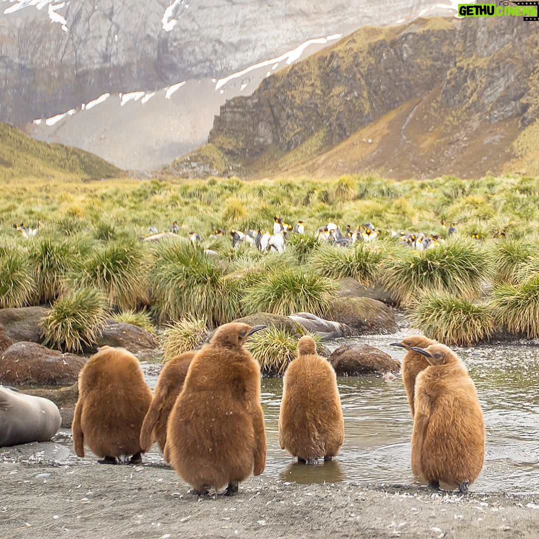 Mike Theiss - 8.8K Likes - (On assignment with @LindbladExp) (SLIDESHOW) We encountered a large king penguin colony with many baby chicks at Gold Harbour in the South Georgia islands. When first born, the baby king penguin has a very warm brown coat. After roughly 12 months, the youngling will go through its first moult. The baby penguin loses its brown coat, which gives way to the signature look of an adult penguin. Photo by Mike Theiss @ExtremeNature