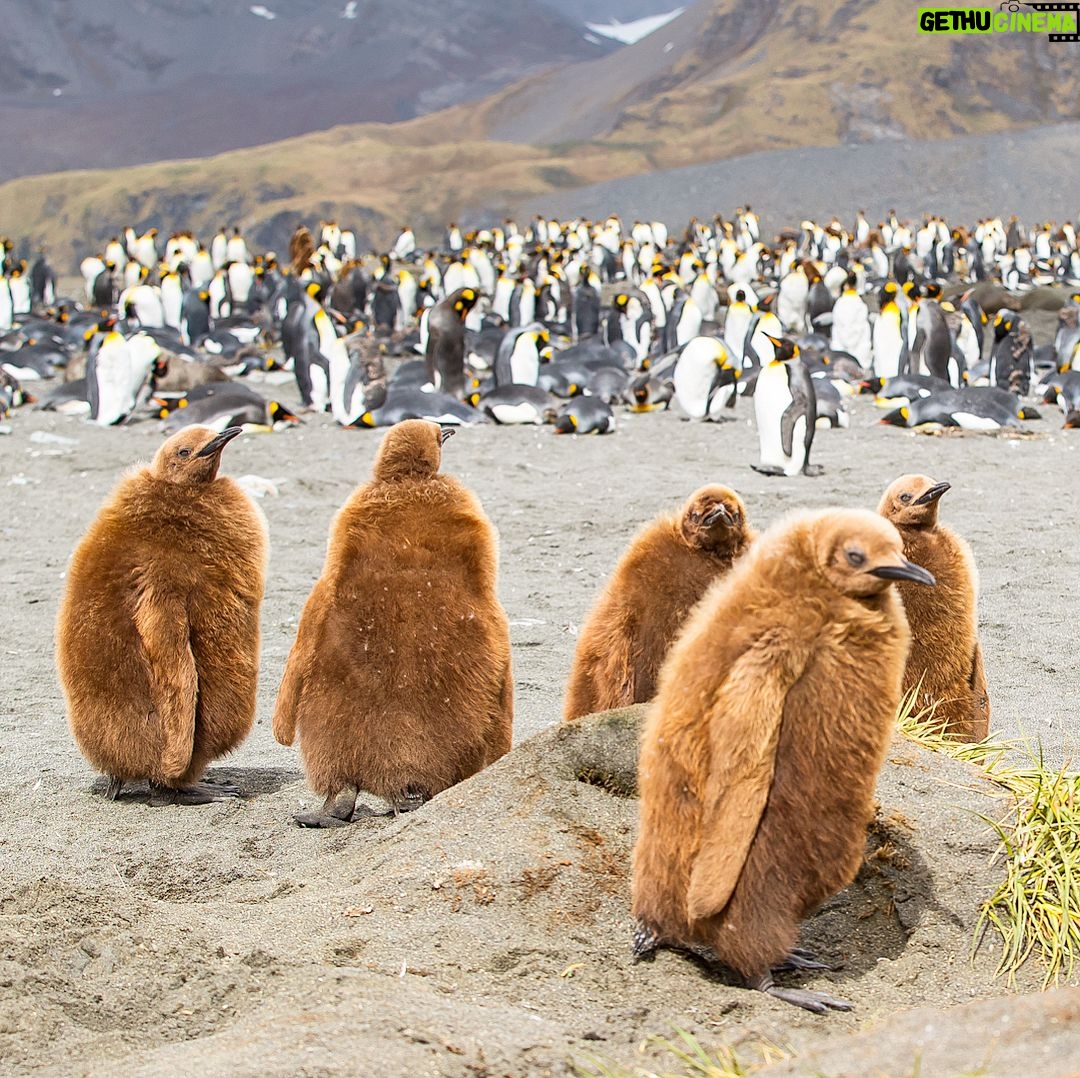 Mike Theiss - 8.8K Likes - (On assignment with @LindbladExp) (SLIDESHOW) We encountered a large king penguin colony with many baby chicks at Gold Harbour in the South Georgia islands. When first born, the baby king penguin has a very warm brown coat. After roughly 12 months, the youngling will go through its first moult. The baby penguin loses its brown coat, which gives way to the signature look of an adult penguin. Photo by Mike Theiss @ExtremeNature