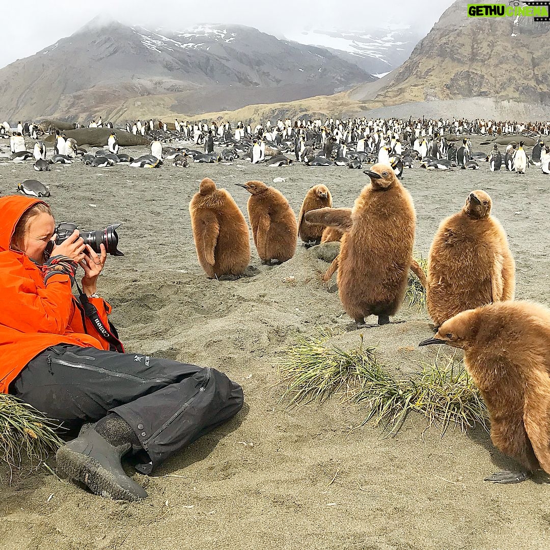 Mike Theiss - 8.8K Likes - (On assignment with @LindbladExp) (SLIDESHOW) We encountered a large king penguin colony with many baby chicks at Gold Harbour in the South Georgia islands. When first born, the baby king penguin has a very warm brown coat. After roughly 12 months, the youngling will go through its first moult. The baby penguin loses its brown coat, which gives way to the signature look of an adult penguin. Photo by Mike Theiss @ExtremeNature