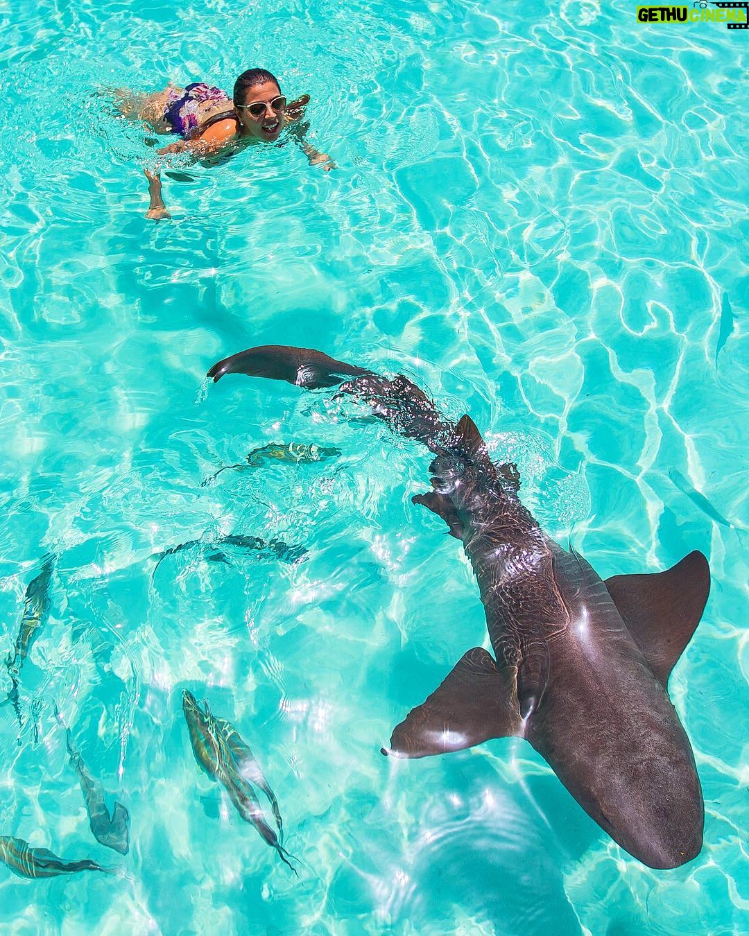 Mike Theiss - 5.1K Likes - (On assignment @SandalsResorts) The adventure continues in Exuma, Bahamas with @IslandRoutes this time swimming with nurse sharks !! #LiveFunner Photo by Mike Theiss @ExtremeNature