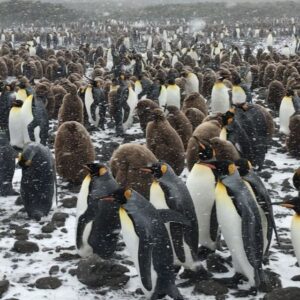 Mike Theiss Instagram - (Extreme Video Slideshow) While on assignment with @lindbladexp we experienced an intense snowstorm with sub-zero temperatures and blizzard-like bone chilling winds while documenting the worlds second largest king penguin colony at Salisbury Plain on South Georgia Island. Video by Mike Theiss @ExtremeNature