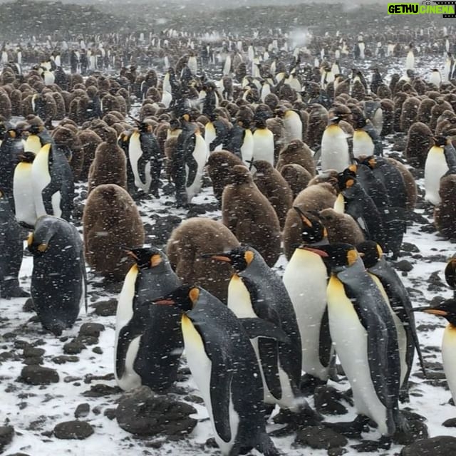 Mike Theiss - 9.6K Likes - (Extreme Video Slideshow) While on assignment with @lindbladexp we experienced an intense snowstorm with sub-zero temperatures and blizzard-like bone chilling winds while documenting the worlds second largest king penguin colony at Salisbury Plain on South Georgia Island. Video by Mike Theiss @ExtremeNature