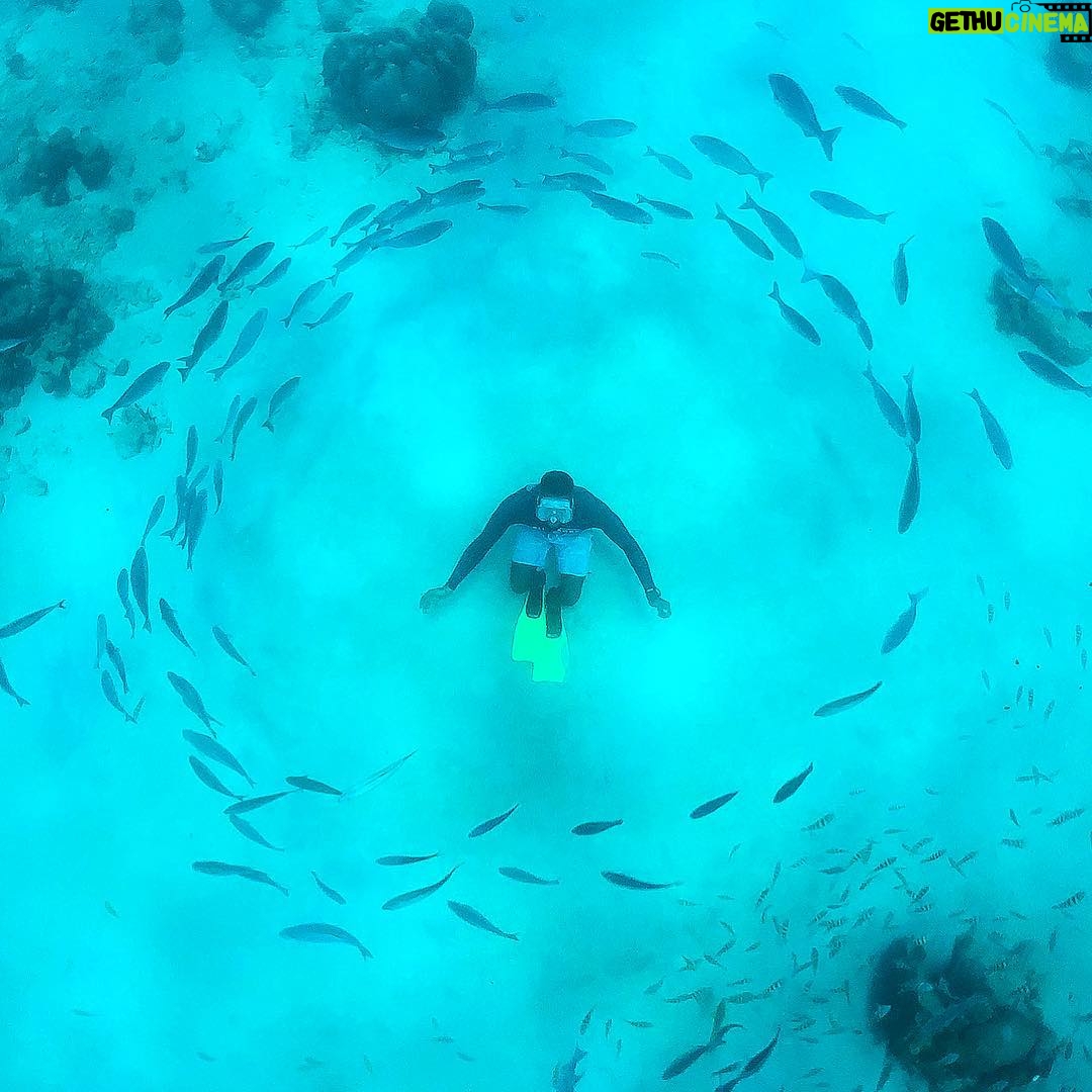 Mike Theiss - 5.4K Likes - Snorkeling with @IslandRoutes and the “fish whisperer” at Carlisle Bay, Barbados. Our snorkel guide knew how to get the fish swimming in a perfect circle around him creating a fish tornado !! Photo by Mike Theiss @SandalsResorts #LiveFunner