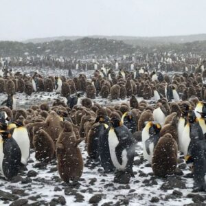 Mike Theiss Instagram - (Extreme Video Slideshow) While on assignment with @lindbladexp we experienced an intense snowstorm with sub-zero temperatures and blizzard-like bone chilling winds while documenting the worlds second largest king penguin colony at Salisbury Plain on South Georgia Island. Video by Mike Theiss @ExtremeNature