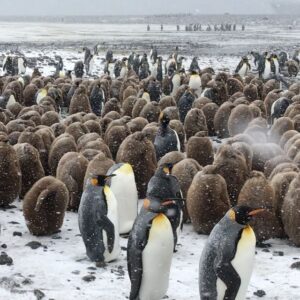 Mike Theiss Instagram - (Extreme Video Slideshow) While on assignment with @lindbladexp we experienced an intense snowstorm with sub-zero temperatures and blizzard-like bone chilling winds while documenting the worlds second largest king penguin colony at Salisbury Plain on South Georgia Island. Video by Mike Theiss @ExtremeNature