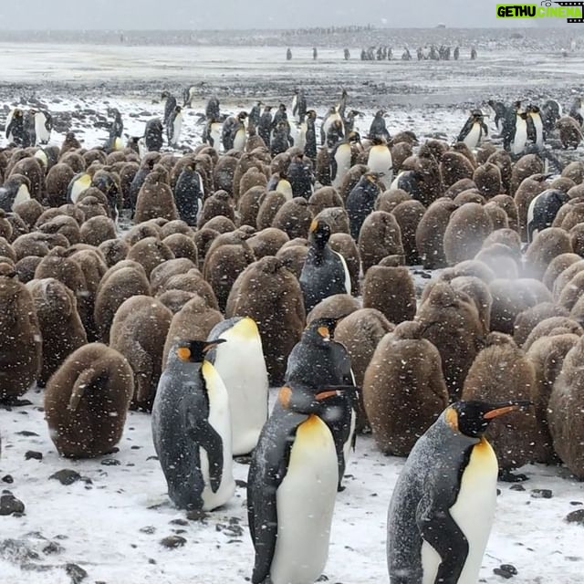 Mike Theiss - 9.6K Likes - (Extreme Video Slideshow) While on assignment with @lindbladexp we experienced an intense snowstorm with sub-zero temperatures and blizzard-like bone chilling winds while documenting the worlds second largest king penguin colony at Salisbury Plain on South Georgia Island. Video by Mike Theiss @ExtremeNature