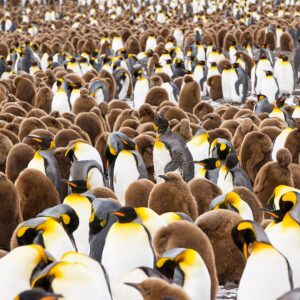 Mike Theiss Instagram - (On assignment with @LindbladExp) Slideshow of thousands of king penguins at one of the largest penguin colonies in the world at Salisbury Plain in the South Georgia Islands. It was a memorizing experience to see the combination of baby “chick” penguins and adult penguins. Photo by Mike Theiss @ExtremeNature