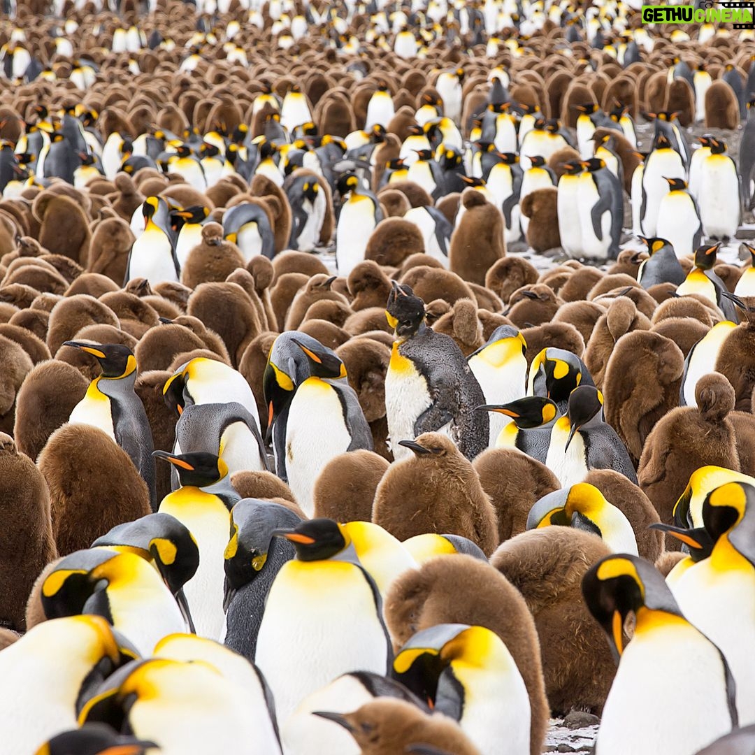 Mike Theiss - 7.6K Likes - (On assignment with @LindbladExp) Slideshow of thousands of king penguins at one of the largest penguin colonies in the world at Salisbury Plain in the South Georgia Islands. It was a memorizing experience to see the combination of baby “chick” penguins and adult penguins. Photo by Mike Theiss @ExtremeNature