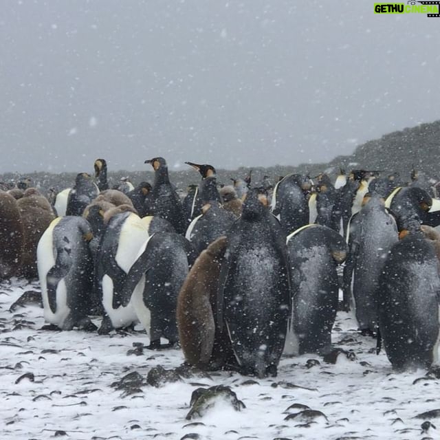 Mike Theiss - 9.6K Likes - (Extreme Video Slideshow) While on assignment with @lindbladexp we experienced an intense snowstorm with sub-zero temperatures and blizzard-like bone chilling winds while documenting the worlds second largest king penguin colony at Salisbury Plain on South Georgia Island. Video by Mike Theiss @ExtremeNature