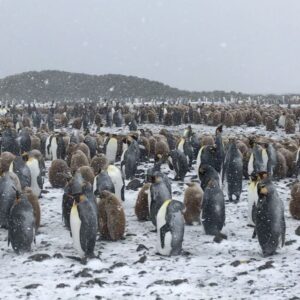 Mike Theiss Instagram - (Extreme Video Slideshow) While on assignment with @lindbladexp we experienced an intense snowstorm with sub-zero temperatures and blizzard-like bone chilling winds while documenting the worlds second largest king penguin colony at Salisbury Plain on South Georgia Island. Video by Mike Theiss @ExtremeNature