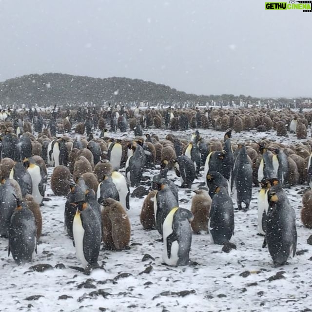 Mike Theiss - 9.6K Likes - (Extreme Video Slideshow) While on assignment with @lindbladexp we experienced an intense snowstorm with sub-zero temperatures and blizzard-like bone chilling winds while documenting the worlds second largest king penguin colony at Salisbury Plain on South Georgia Island. Video by Mike Theiss @ExtremeNature