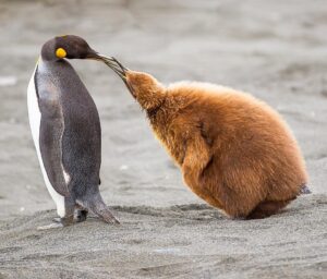 Mike Theiss Instagram - (On assignment with @LindbladExp) Adult king penguin feeding its baby chick mouth to mouth at Golden Harbor in the South Georgia and South Sandwich Islands aboard the #NationalGeographicExplorer. Photo by Mike Theiss @ExtremeNature
